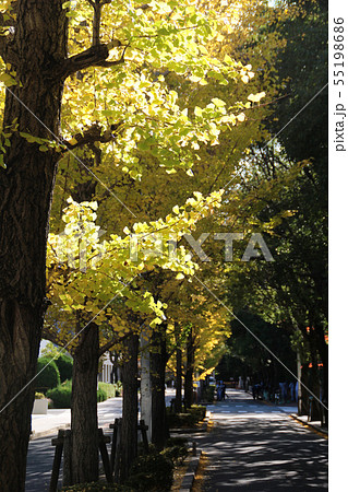 大阪大学の銀杏並木 55198686