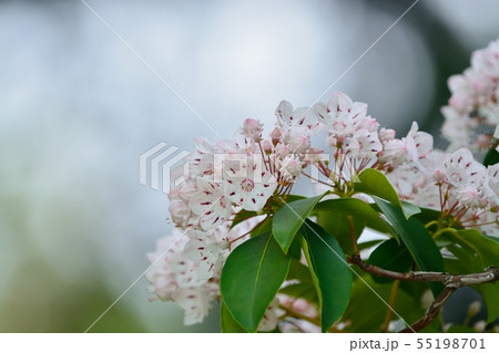 満開のカルミアの花 満開のカルミアの花 55198701