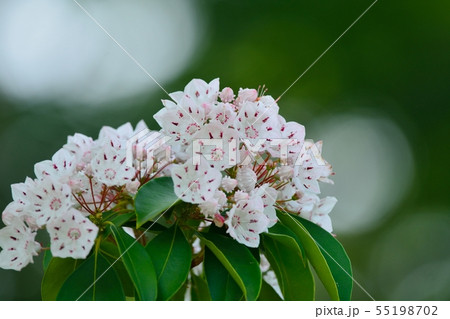 満開のカルミアの花の写真素材