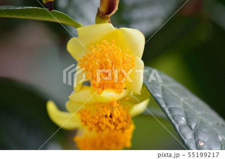 大葉金花茶 55199217