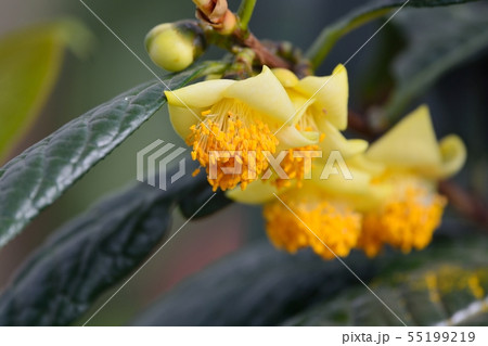 大葉金花茶 大葉金花茶 55199219