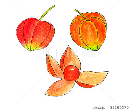 ホウズキ 線画 水彩 のイラスト素材