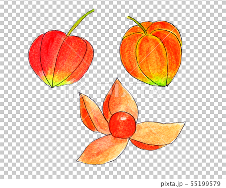 Kozuki (line drawing, watercolor) Kozuki (line drawing, watercolor) 55199579