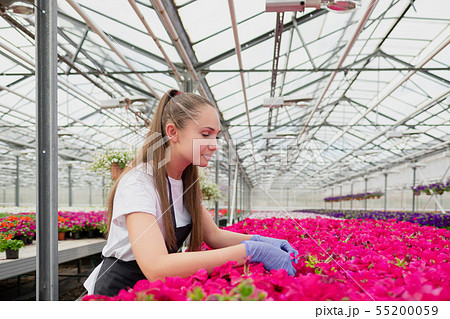Attractive young woman florist or agronomist in work clothes and apron takes care of pink flowers in 55200059