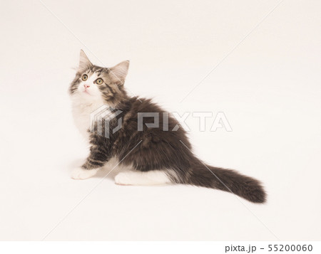 ノルウェージァンフォレストキァットの仔猫 55200060