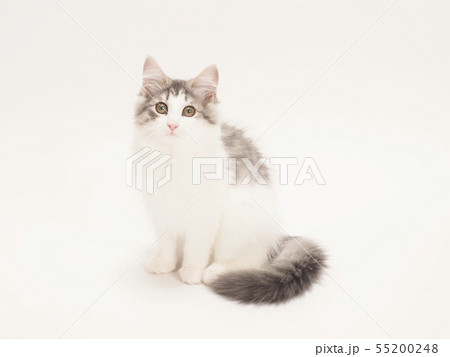 ノルウェージァンフォレストキァットの仔猫 55200248