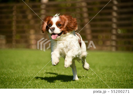 キャバリア 55200271