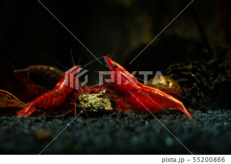 Red neocaridina shrimp fire sacura cherry pets  55200866