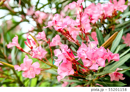 Pink flowers of an oleander with leaves Pink flowers of an oleander with leaves 55201158