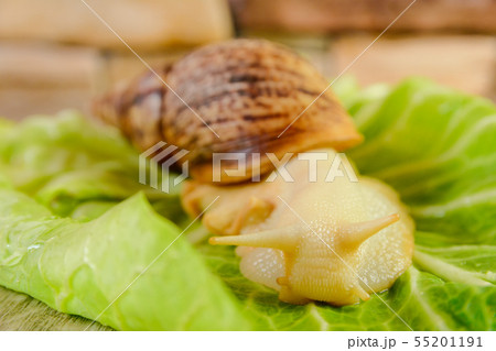 Yellow snail and green salad on a surface 55201191