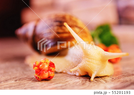 Yellow snail and cloudberry on a surface 55201193