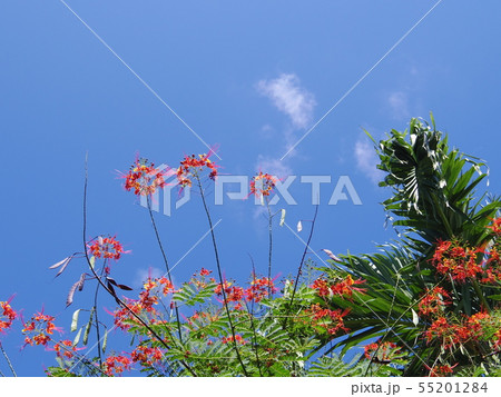 世界の三大名花の１つ「ホウオウボク」 55201284