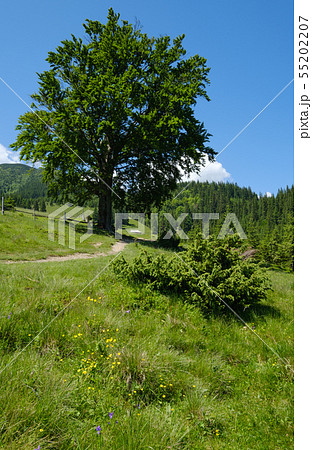 Carpathian mountain summer country landscape, 55202207