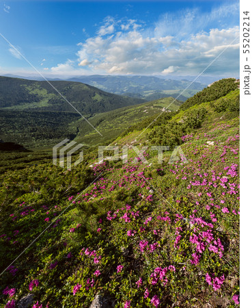 Pink rose rhododendron flowers on summer mountain Pink rose rhododendron flowers on summer mountain 55202214