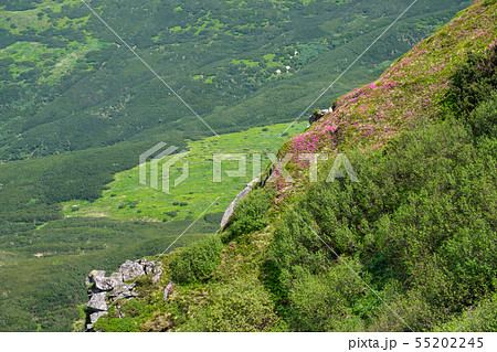 Pink rose rhododendron flowers on summer mountain Pink rose rhododendron flowers on summer mountain 55202245