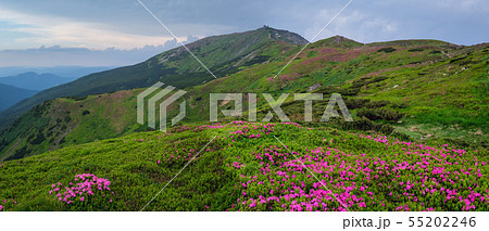 Pink rose rhododendron flowers on summer mountain 55202246