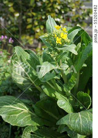 チンゲンサイの花 55203482