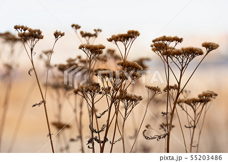 Silhouettes of an umbellate plant in the sunset Silhouettes of an umbellate plant in the sunset 55203486