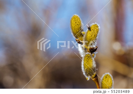 The young swelled willow buds with domestic fly 55203489