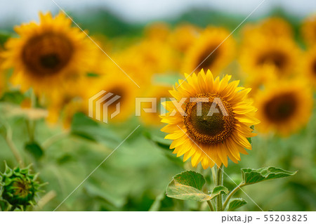 Sunflower field - bright yellow flowers, beautiful 55203825