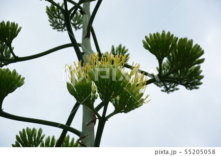 開花しはじめたアオノリュウゼツラン 青の竜舌蘭の花の写真素材