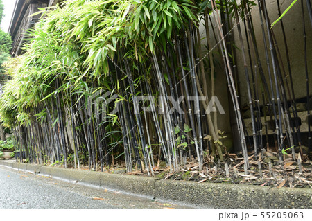 クロチク・黒竹 55205063