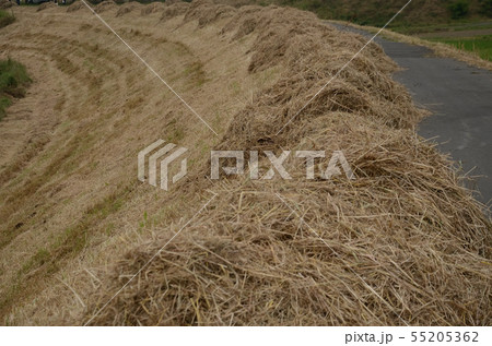 除草作業が終わった土手 除草作業が終わった土手 55205362