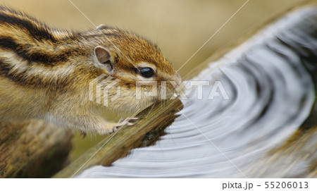水場のシマリス 水場のシマリス 55206013