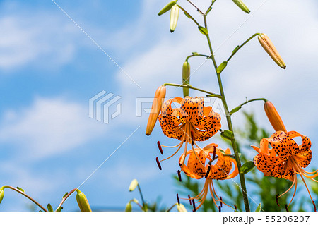 夏の花 鬼百合 夏の花 鬼百合 55206207