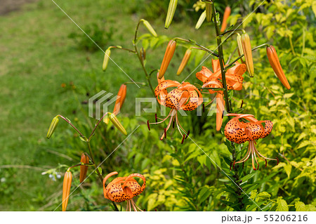 夏の花 鬼百合 夏の花 鬼百合 55206216