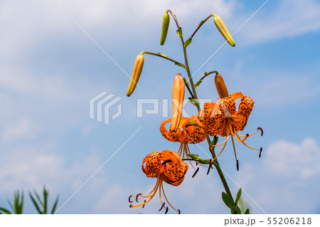 夏の花 鬼百合 夏の花 鬼百合 55206218