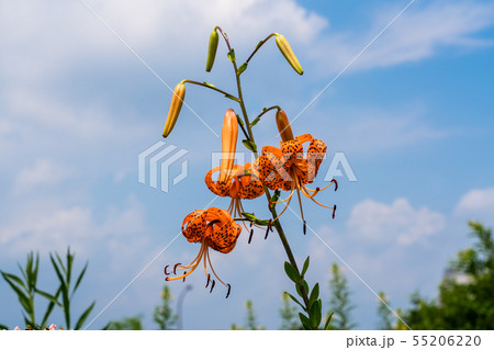 夏の花 鬼百合 夏の花 鬼百合 55206220