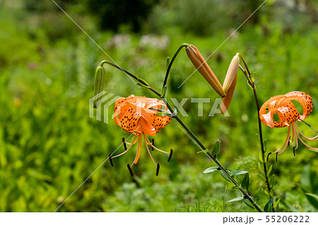 夏の花 鬼百合 夏の花 鬼百合 55206222