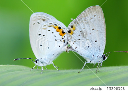 ツバメシジミの交尾 55206398