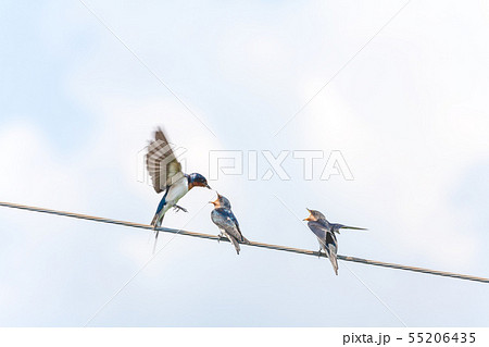 ツバメ、つばめ、燕、親子、餌やり、エサやり 55206435