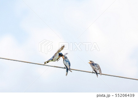 ツバメ、つばめ、燕、親子、餌やり、エサやり 55206439
