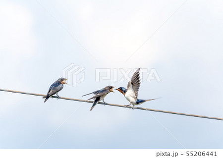 ツバメ、つばめ、燕、親子、餌やり、エサやり 55206441