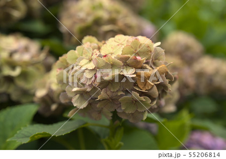 アジサイ セピア ビンテージ色 アジサイ セピア ビンテージ色 55206814