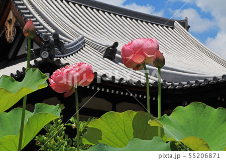 法金剛院 55206871