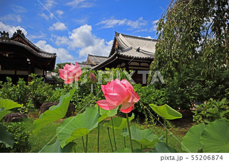 法金剛院 法金剛院 55206874