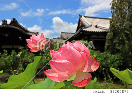 法金剛院 法金剛院 55206875
