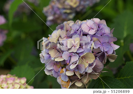 アジサイ　セピア　ビンテージ色 55206899