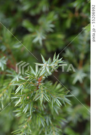 Juniper Suecica 55206992