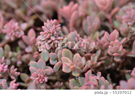 Showy stonecrop 55207012
