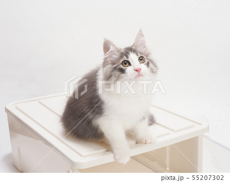 衣裳ケースにのったノルウェージァンフォレストキァットの仔猫 55207302