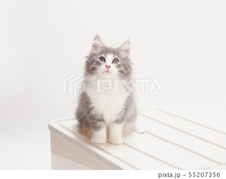 衣裳ケースにのったノルウェージァンフォレストキァットの仔猫 55207356