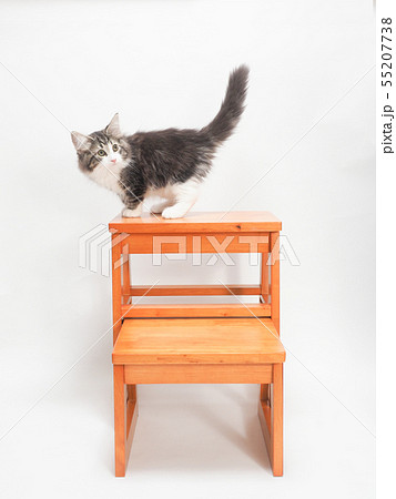 尻尾を上げるノルウェージァンフォレストキァットの仔猫 55207738
