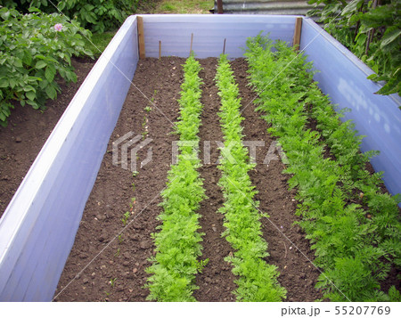 Carrots in rows 55207769