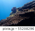 サンゴ礁 55208296
