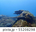 サンゴ礁 55208298